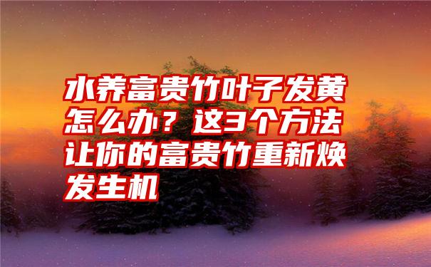 水养富贵竹叶子发黄怎么办？这3个方法让你的富贵竹重新焕发生机