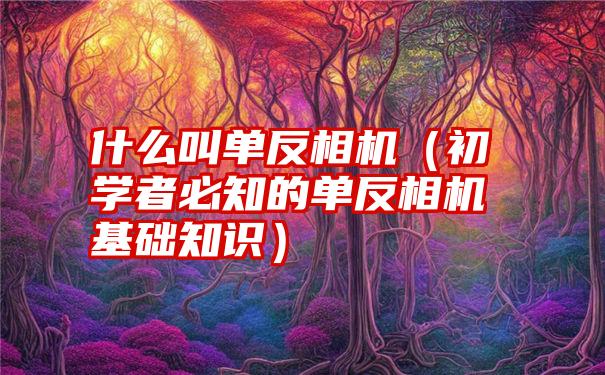 什么叫单反相机（初学者必知的单反相机基础知识）