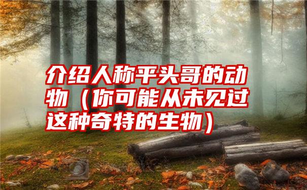 介绍人称平头哥的动物（你可能从未见过这种奇特的生物）