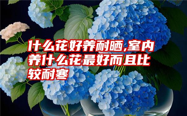 什么花好养耐晒,室内养什么花最好而且比较耐寒