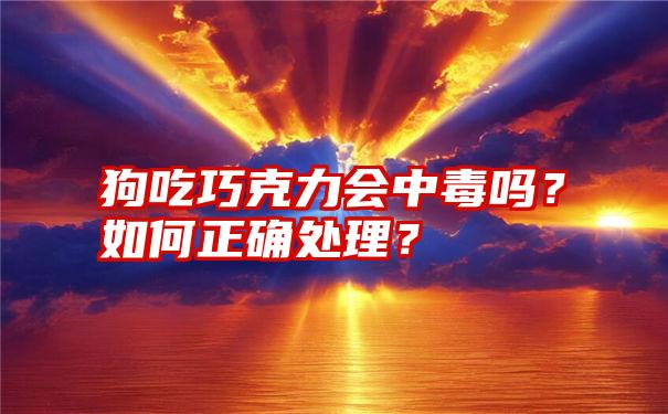 狗吃巧克力会中毒吗？如何正确处理？