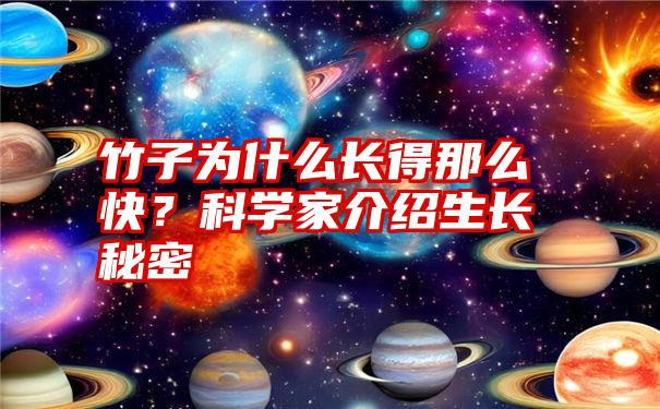 竹子为什么长得那么快？科学家介绍生长秘密