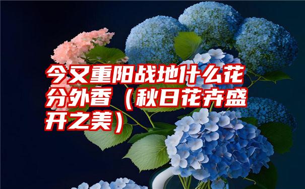 今又重阳战地什么花分外香（秋日花卉盛开之美）