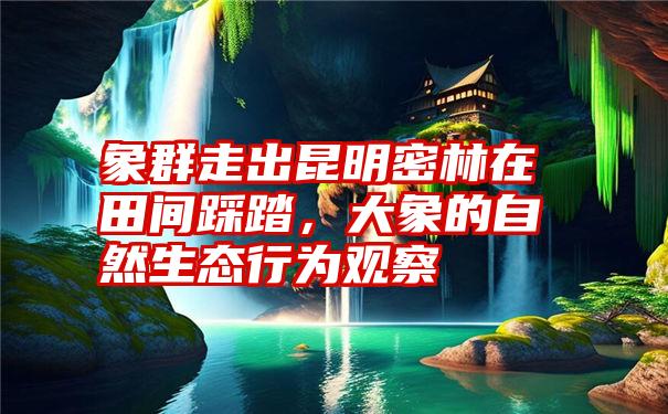 象群走出昆明密林在田间踩踏，大象的自然生态行为观察