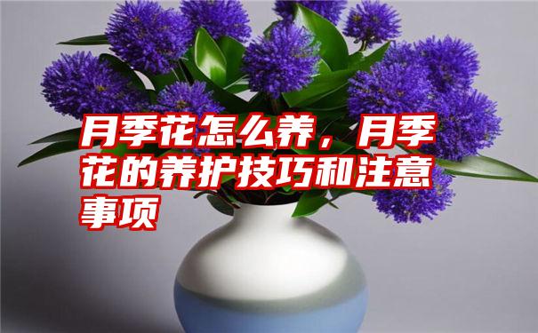 月季花怎么养，月季花的养护技巧和注意事项