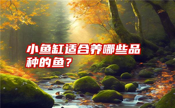 小鱼缸适合养哪些品种的鱼？