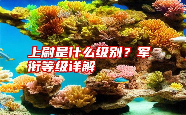 上尉是什么级别？军衔等级详解