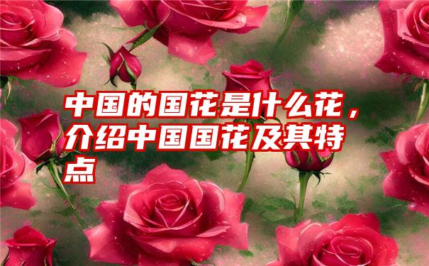 中国的国花是什么花，介绍中国国花及其特点