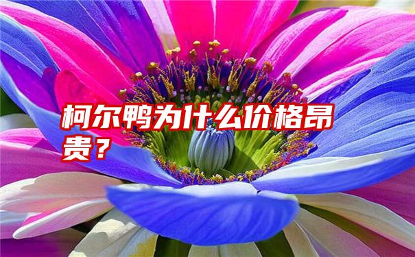 柯尔鸭为什么价格昂贵？