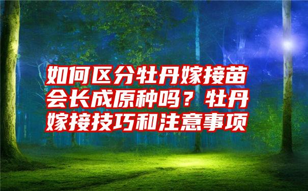 如何区分牡丹嫁接苗会长成原种吗？牡丹嫁接技巧和注意事项