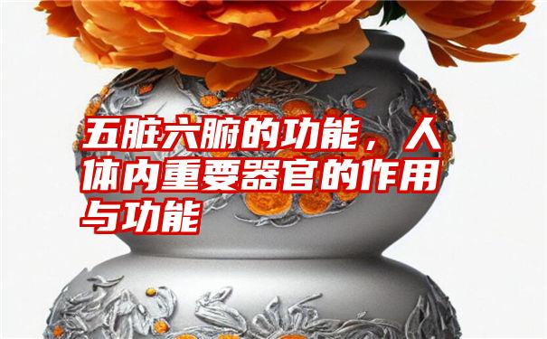 五脏六腑的功能，人体内重要器官的作用与功能