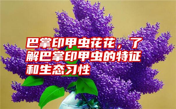 巴掌印甲虫花花，了解巴掌印甲虫的特征和生态习性