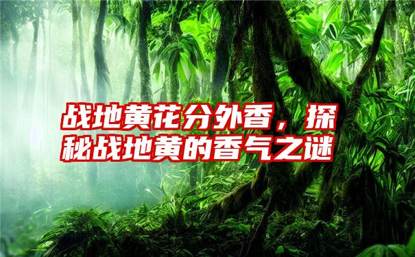 战地黄花分外香，探秘战地黄的香气之谜