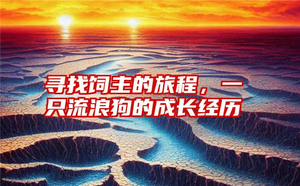 寻找饲主的旅程，一只流浪狗的成长经历