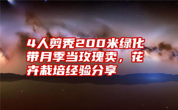 4人剪秃200米绿化带月季当玫瑰卖，花卉栽培经验分享