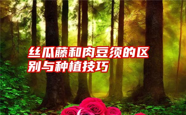 丝瓜藤和肉豆须的区别与种植技巧