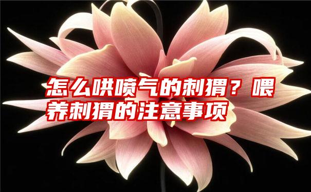 怎么哄喷气的刺猬？喂养刺猬的注意事项