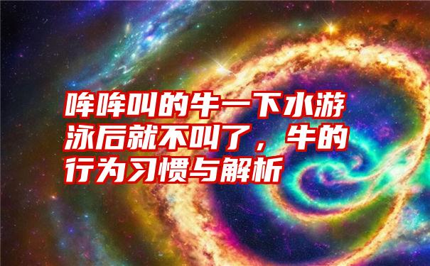 哞哞叫的牛一下水游泳后就不叫了，牛的行为习惯与解析