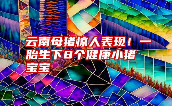 云南母猪惊人表现！一胎生下8个健康小猪宝宝