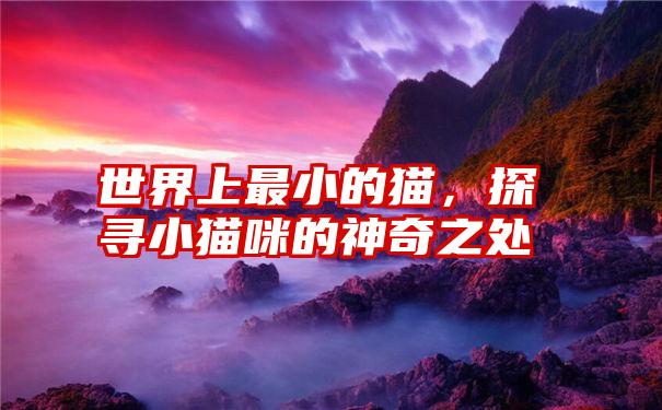 世界上最小的猫,探寻小猫咪的神奇之处
