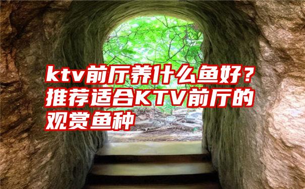 ktv前厅养什么鱼好？推荐适合KTV前厅的观赏鱼种