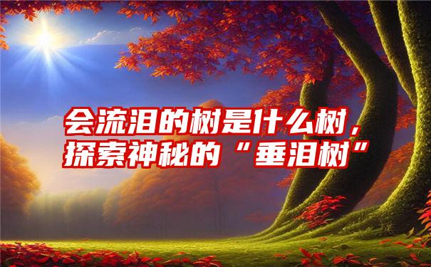 会流泪的树是什么树，探索神秘的“垂泪树”