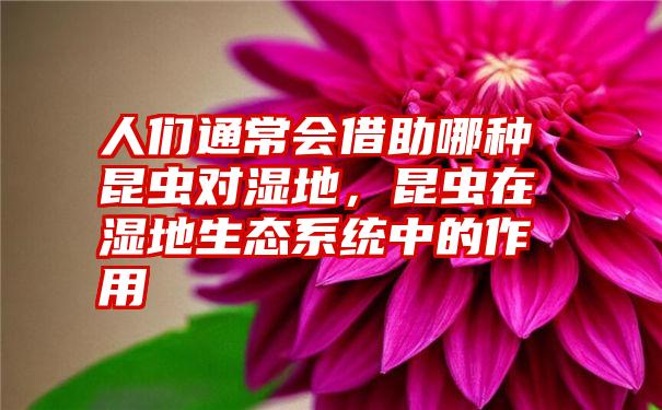 人们通常会借助哪种昆虫对湿地，昆虫在湿地生态系统中的作用