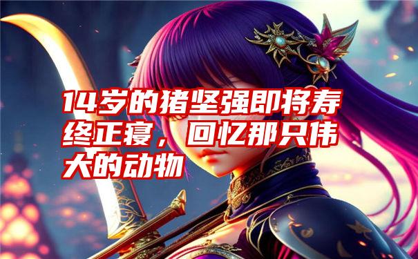 14岁的猪坚强即将寿终正寝，回忆那只伟大的动物