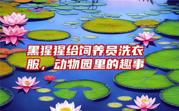 黑猩猩给饲养员洗衣服,动物园里的趣事