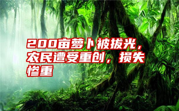 200亩萝卜被拔光，农民遭受重创，损失惨重