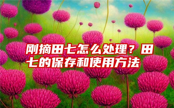 刚摘田七怎么处理？田七的保存和使用方法