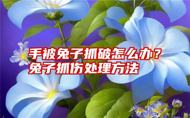 手被兔子抓破怎么办？兔子抓伤处理方法