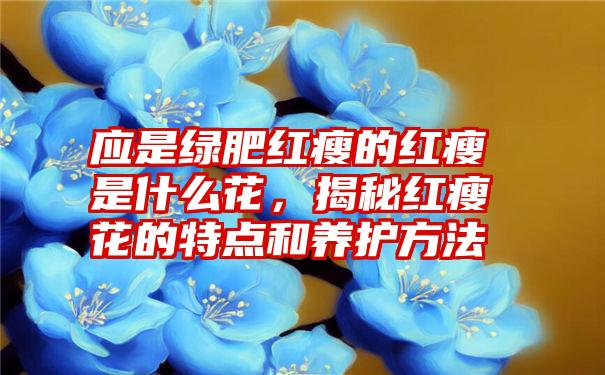 应是绿肥红瘦的红瘦是什么花，揭秘红瘦花的特点和养护方法