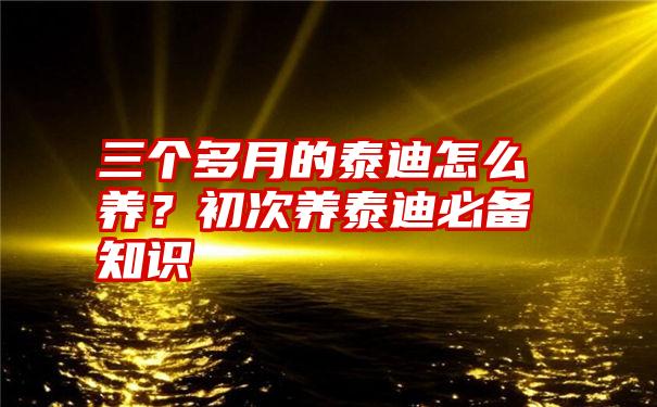 三个多月的泰迪怎么养？初次养泰迪必备知识