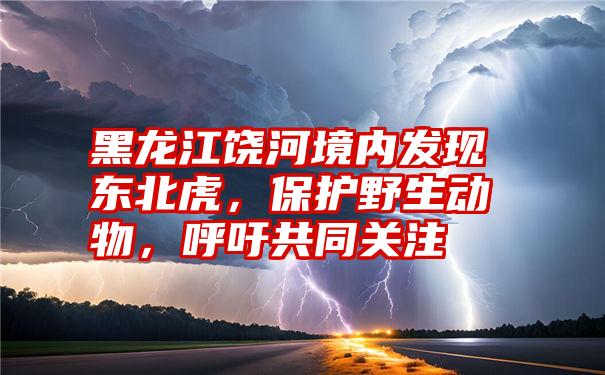 黑龙江饶河境内发现东北虎，保护野生动物，呼吁共同关注