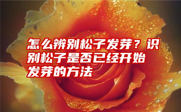 怎么辨别松子发芽？识别松子是否已经开始发芽的方法