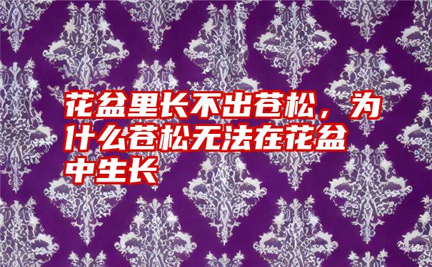 花盆里长不出苍松，为什么苍松无法在花盆中生长