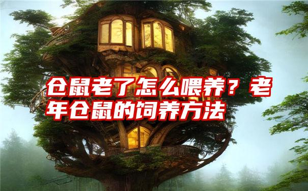 仓鼠老了怎么喂养？老年仓鼠的饲养方法