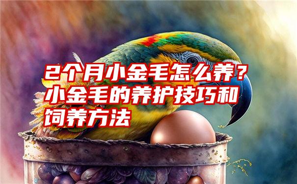 2个月小金毛怎么养？小金毛的养护技巧和饲养方法