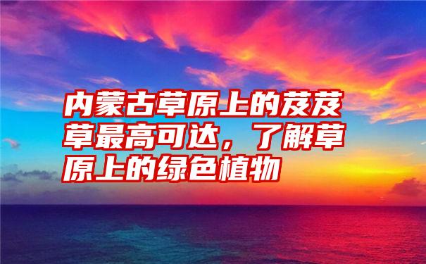 内蒙古草原上的芨芨草最高可达,了解草原上的绿色植物