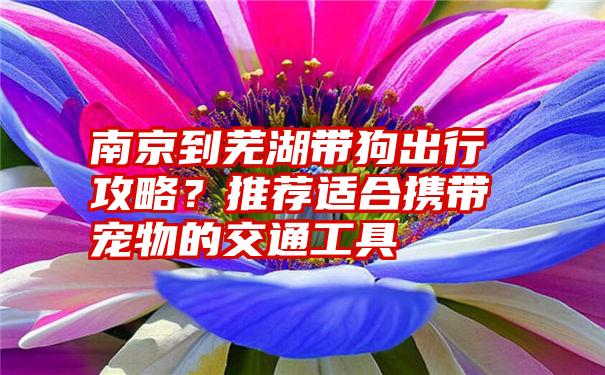 南京到芜湖带狗出行攻略？推荐适合携带宠物的交通工具