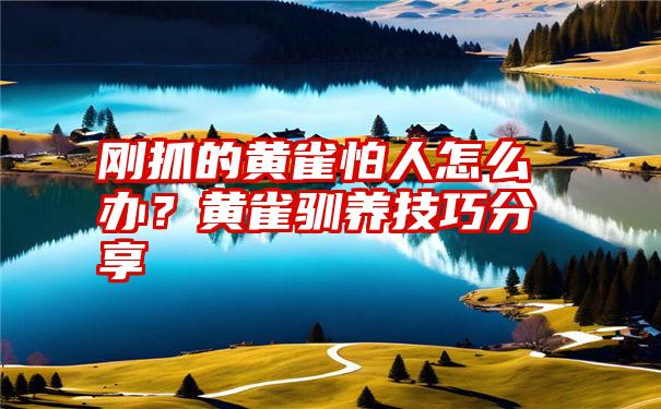 刚抓的黄雀怕人怎么办？黄雀驯养技巧分享