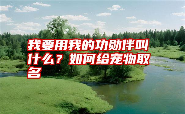 我要用我的功勋伴叫什么？如何给宠物取名