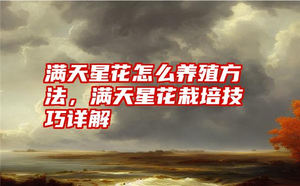 满天星花怎么养殖方法,满天星花栽培技巧详解