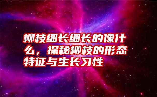 柳枝细长细长的像什么，探秘柳枝的形态特征与生长习性