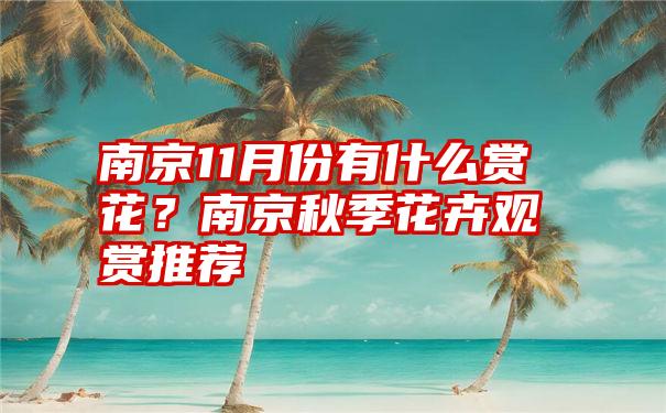 南京11月份有什么赏花？南京秋季花卉观赏推荐