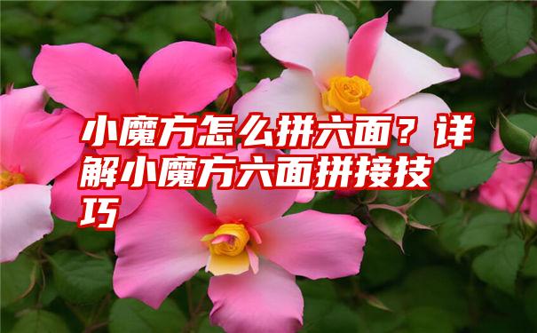 小魔方怎么拼六面？详解小魔方六面拼接技巧