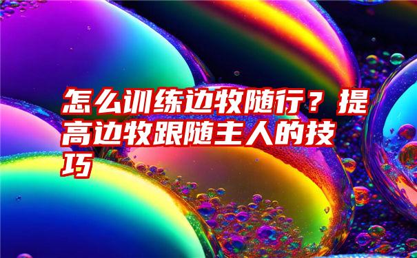 怎么训练边牧随行？提高边牧跟随主人的技巧