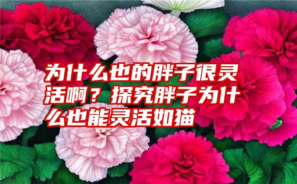 为什么也的胖子很灵活啊?探究胖子为什么也能灵活如猫