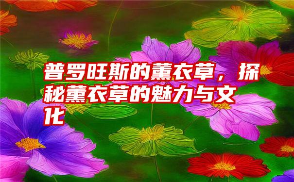 普罗旺斯的薰衣草，探秘薰衣草的魅力与文化